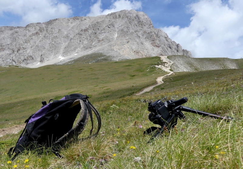 La Nigritella widderi nel Gran Sasso dItalia  luglio 2021.